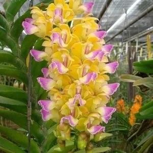 Aerides Houletiana