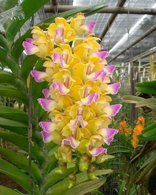 Aerides Houletiana