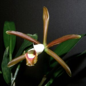 Cattleya Araguaiensis