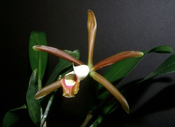 Cattleya Araguaiensis