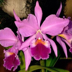 Cattleya Labiata