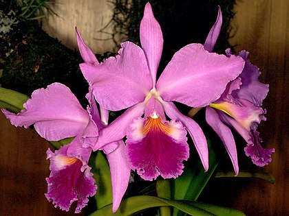 Cattleya Labiata