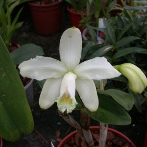 Cattleya Lodigesii Alba no vaso