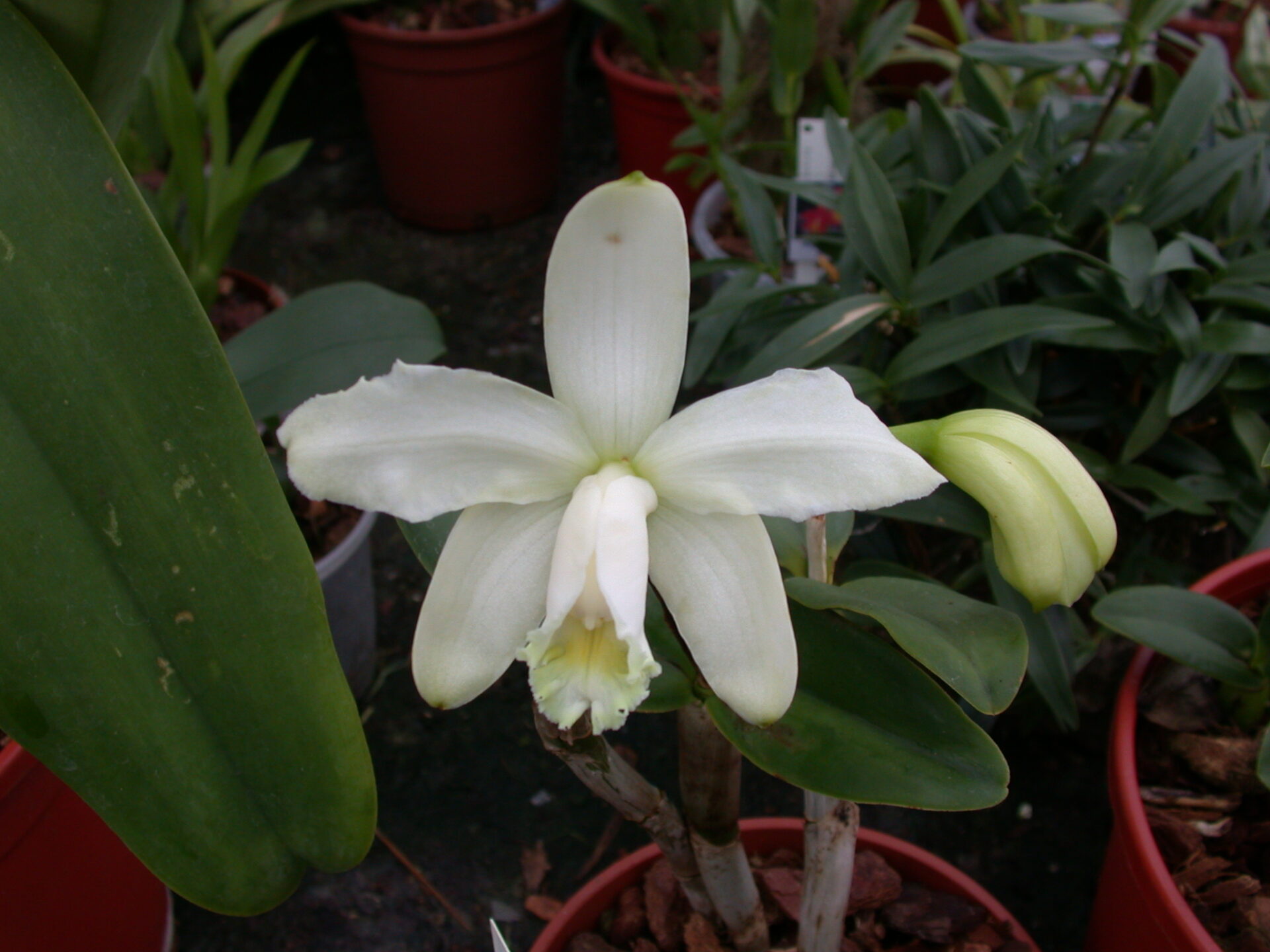 Cattleya Lodigesii Alba no vaso