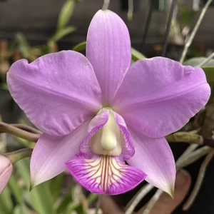 Cattleya Nobilior Catarina x Tieta