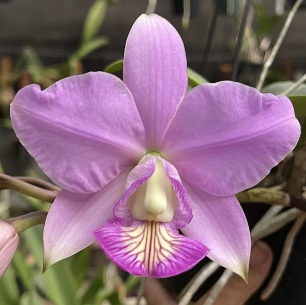 Cattleya Nobilior Catarina x Tieta