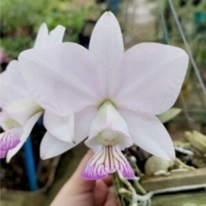 Cattleya Nobilior S. Alba Chiba