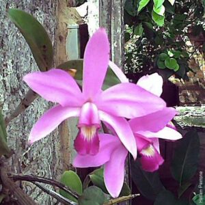 Cattleya Violácea Coerulea