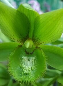 Clowesetum Loppe Farlansiae