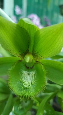 Clowesetum Loppe Farlansiae