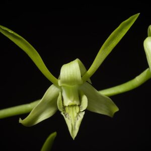 Dendrobium Archipelagensis