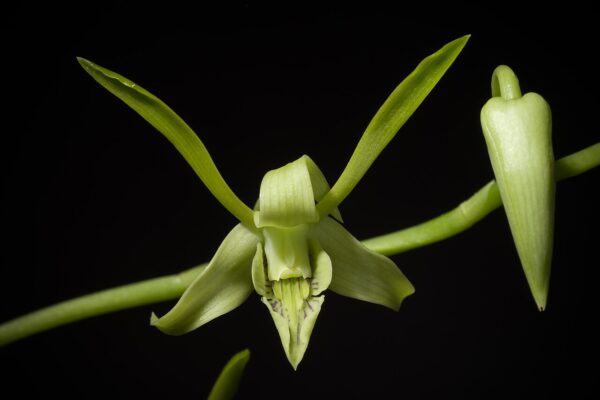 Dendrobium Archipelagensis