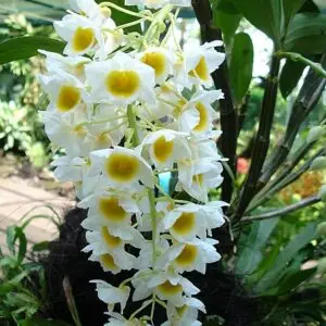 Dendrobium Farmerii