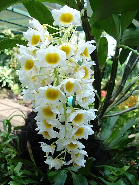 Dendrobium Farmerii