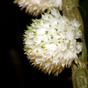 Dendrobium Purpureum Albo