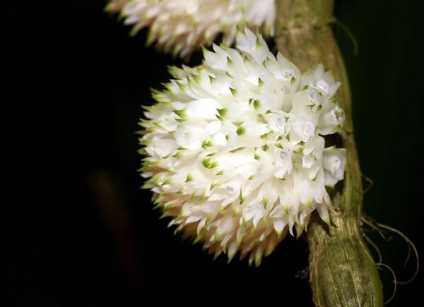 Dendrobium Purpureum Albo