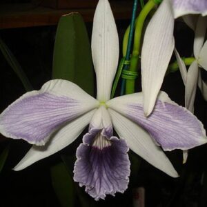 Laelia Purpurata Ardosia