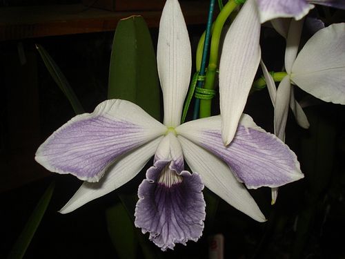 Laelia Purpurata Ardosia