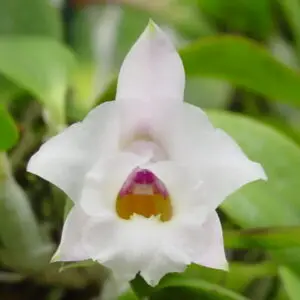 Laelia Alaorii var. Alba