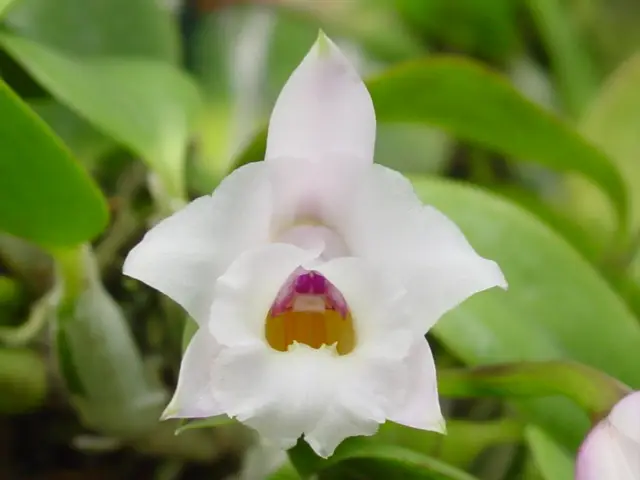 Laelia Alaorii var. Alba