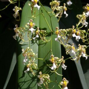 Oncidium Phymatochyllun