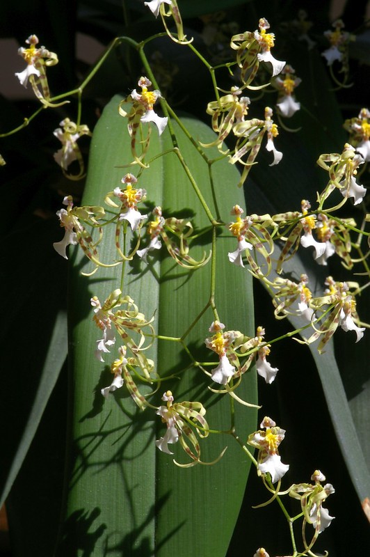 Oncidium Phymatochyllun