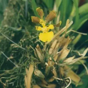 Oncidium Longipes