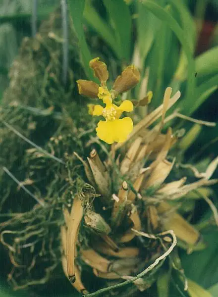 Oncidium Longipes