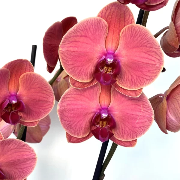 Phalaenopsis Asian Coral