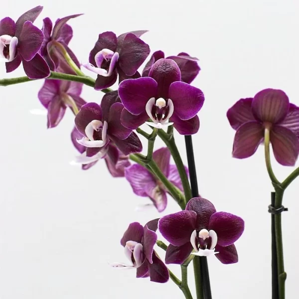 Phalaenopsis Chiada Stacy Chocolate Drop