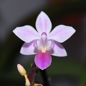 Phalaenopsis Equestris var. Aparri