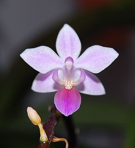 Phalaenopsis Equestris var. Aparri