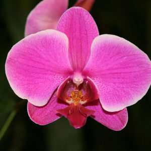 Phalaenopsis Equestris var. Rosea