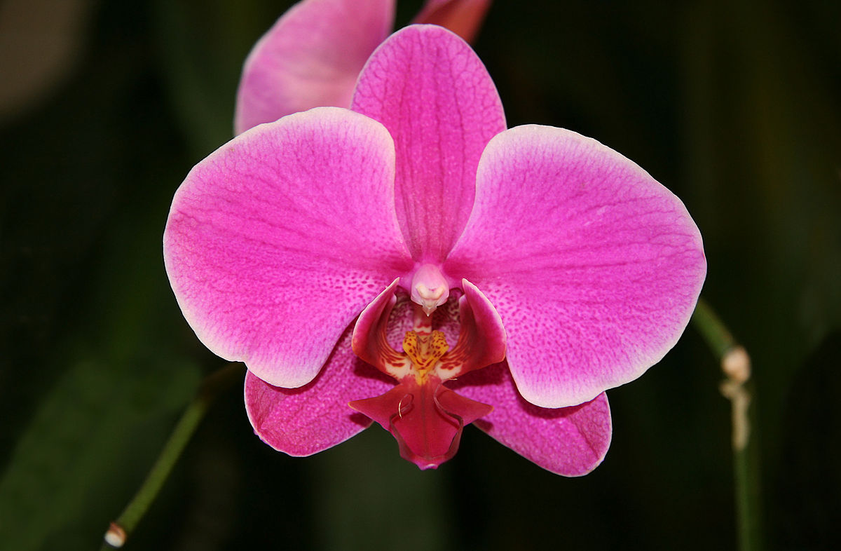 Phalaenopsis Equestris var. Rosea