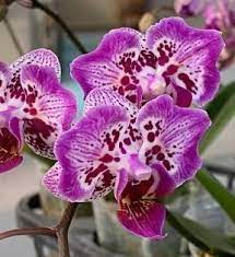 Phalaenopsis Formosa Cranberry "Wilson" -