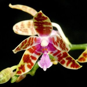 Phalaenopsis Hoghenensis x Mariae