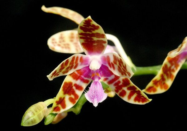 Phalaenopsis Hoghenensis x Mariae