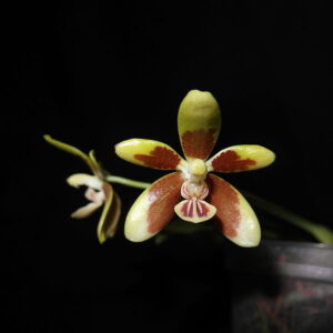 Phalaenopsis Kunstleri