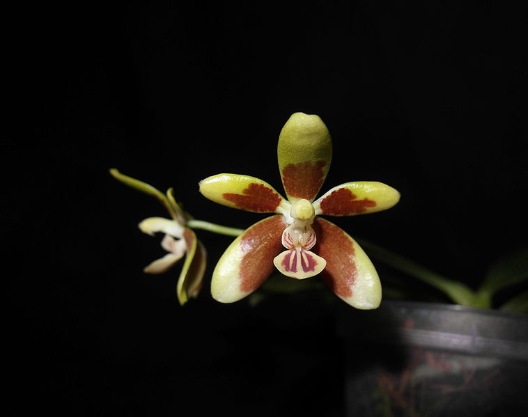 Phalaenopsis Kunstleri