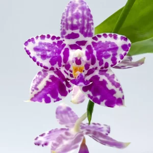 Phalaenopsis Lyndon Mix Zebra