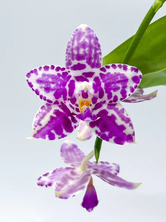 Phalaenopsis Lyndon Mix Zebra