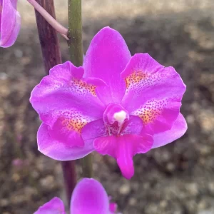 Phalaenopsis Purple Gem