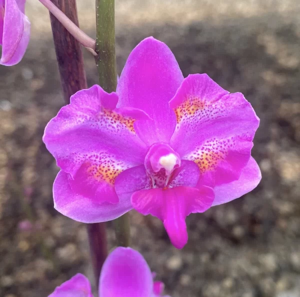 Phalaenopsis Purple Gem