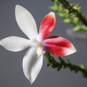 Phalaenopsis Tetrapis