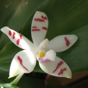 Phalaenopsis Tetrapis Wis