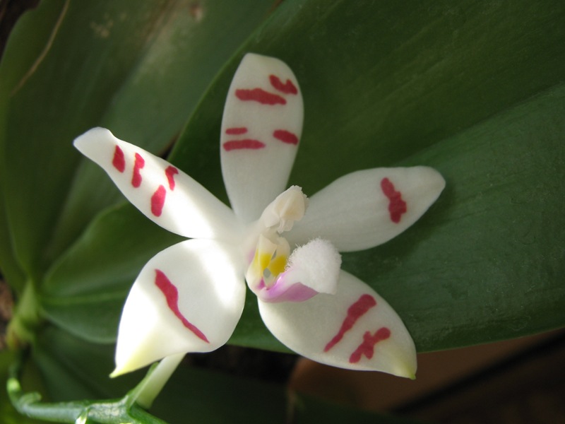 Phalaenopsis Tetrapis Wis