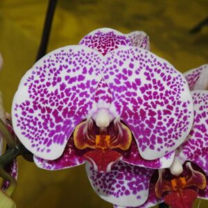 Phalaenopsis Younghome Princess