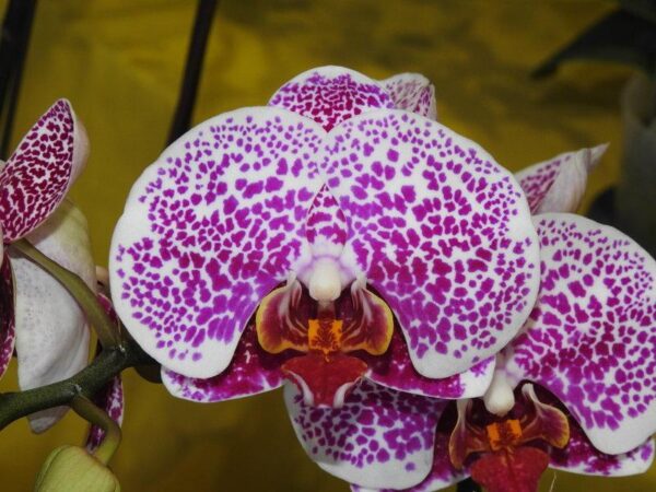 Phalaenopsis Younghome Princess