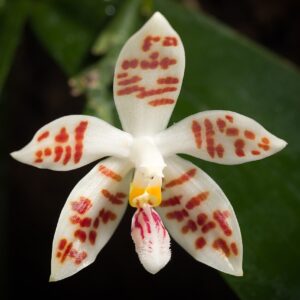 Phalaenopsis Zebrina