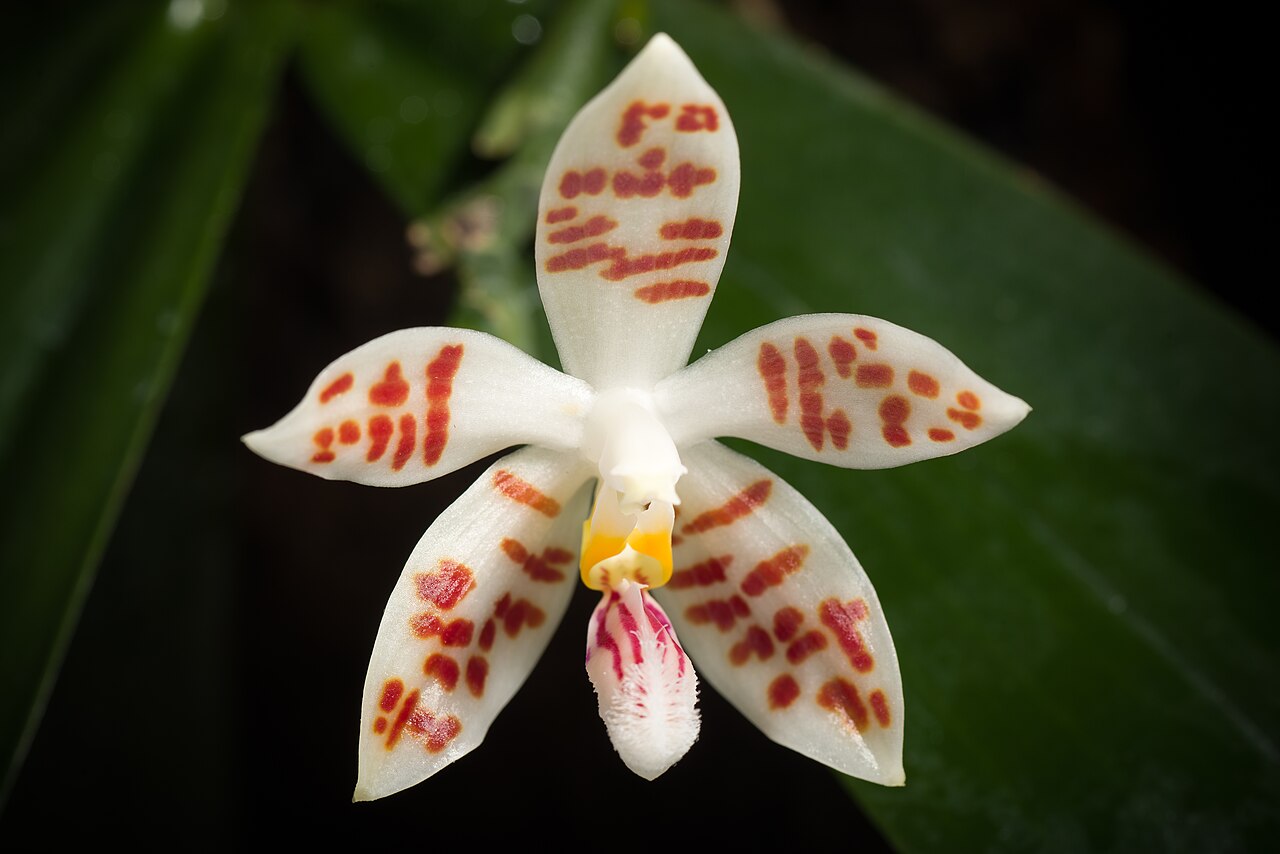 Phalaenopsis Zebrina